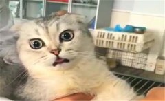 怎樣做好母貓發(fā)情、交配和懷孕期的管理