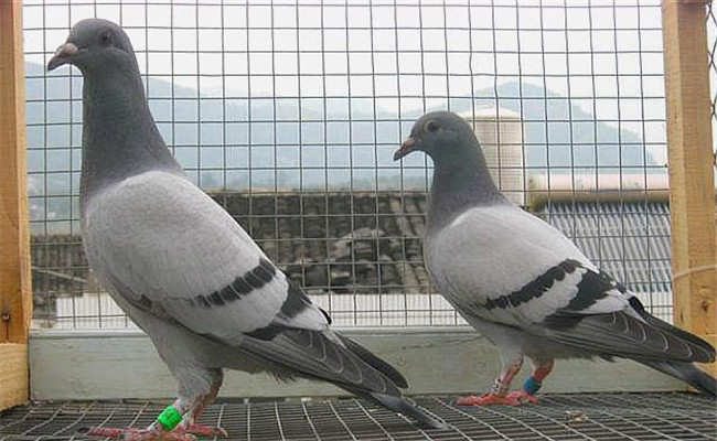 購(gòu)買鴿子需要注意哪些問題