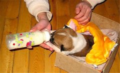 預(yù)防寵物狗腹瀉應(yīng)該注意哪些問題？