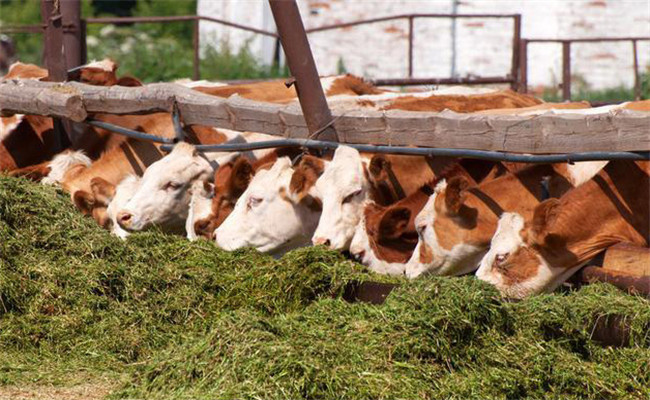 干、青切碎混合飼喂