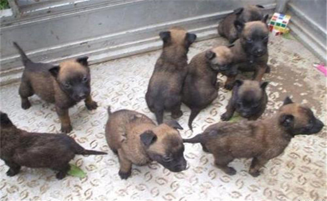 如何通過(guò)觀糞便、聽(tīng)聲音辨析畜禽疾病