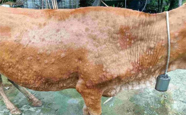 大牲畜結癥病的病因與癥狀