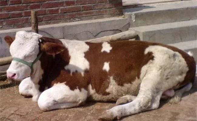 如何防治大牲畜結癥病