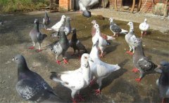 乳鴿怎樣喂養(yǎng)？乳鴿的飼養(yǎng)管理要做到六點(diǎn)