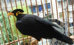 養(yǎng)鳥要注意什么？介紹鳥的衛(wèi)生要求及四季管理