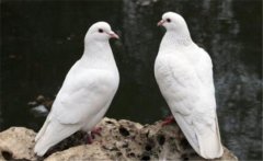 乳鴿如何人工灌喂催肥？乳鴿快速育肥方法