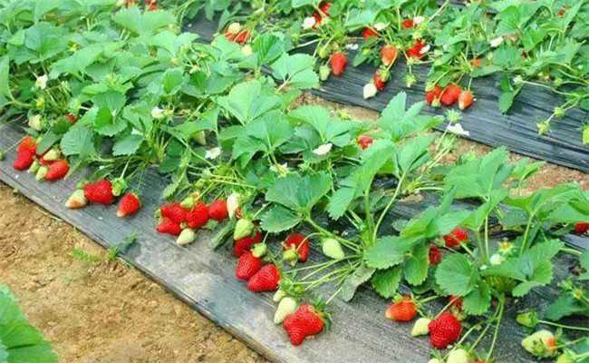 草莓什么時間成熟上市