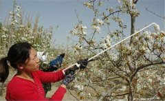 李子花期如何管理？李子花期有哪些注意事項？