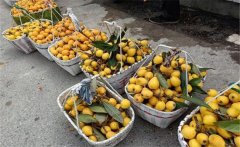 枇杷的產(chǎn)地在哪里，枇杷一般什么時(shí)間上市？