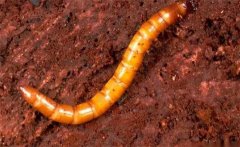 絲瓜溝金針蟲有什么危害，怎么防治溝金針蟲？