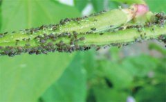 豆角長(zhǎng)膩蟲(chóng)有哪些危害，豆角長(zhǎng)膩蟲(chóng)怎么治？