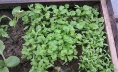 香菜(芫荽)白粉虱如何防治?發(fā)生規(guī)律是什么