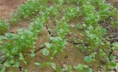 香菜(芫荽)晚疫病如何防治 用什么藥治防治