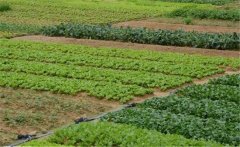 春季大白菜如何種植？大白菜種植技術(shù)！