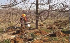 櫻桃如何種植？櫻桃種植管理方法是什么？