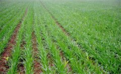 冬小麥如何施肥？小麥的需肥特點是什么？