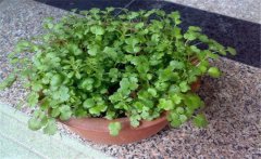 香菜陽臺怎么種?陽臺香菜的種植時間與方法