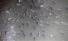 鯽魚在什么季節(jié)產(chǎn)卵，鯽魚產(chǎn)卵需要什么條件