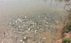 鯽魚養(yǎng)殖密度多少合適？鯽魚飼喂注意事項