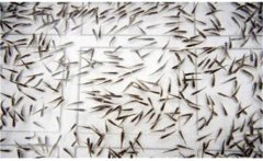 鯽魚是怎么繁殖的？鯽魚的發(fā)育過程簡介