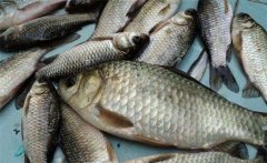 鯽魚是淡水魚還是海魚？鯽魚主要品種簡介