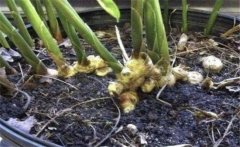 生姜如何盆栽？生姜盆栽的種植方法