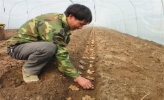 一畝地需要多少斤姜種，能產(chǎn)多少斤生姜？