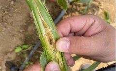 生姜種植如何防治姜薊馬？姜薊馬用什么藥？