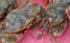 梭子蟹產(chǎn)地在哪里，梭子蟹怎么養(yǎng)？