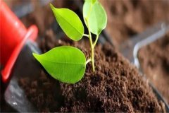 多菌靈可以直接澆灌嗎？如何使用多菌靈灌根？