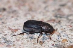 多菌靈能殺死害蟲嗎？一包多菌靈可拌多少土？