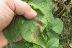 土豆的主要病害有哪些，用什么藥防治？