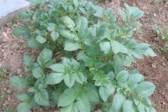 土豆秧用不用打尖和打叉，開花后施什么肥料？