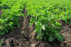 土豆苗移栽能活嗎？土豆苗長得太高如何處理？