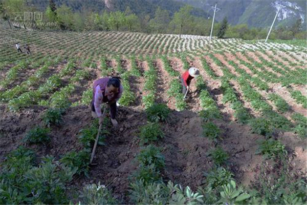 土豆起壟種植應注意什么