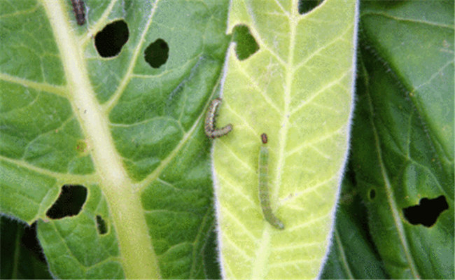 辣椒鉆心蟲的生長(zhǎng)習(xí)性