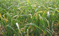 大蒜黃葉和干尖的原因是什么，怎樣解決？