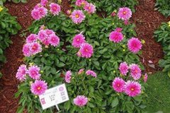 大麗花是一年生還是多年生?大麗花的越冬方法