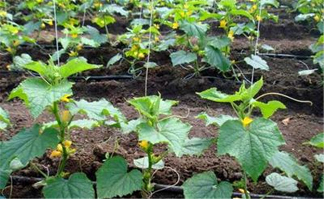 黃瓜株距、行距是多少