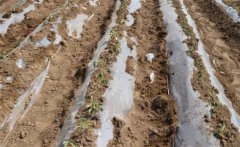 種植黃瓜如何起壟？大棚黃瓜起壟栽培技術(shù)要點(diǎn)