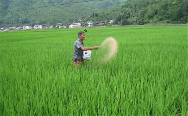 水稻生產(chǎn)為什么要多施鉀肥