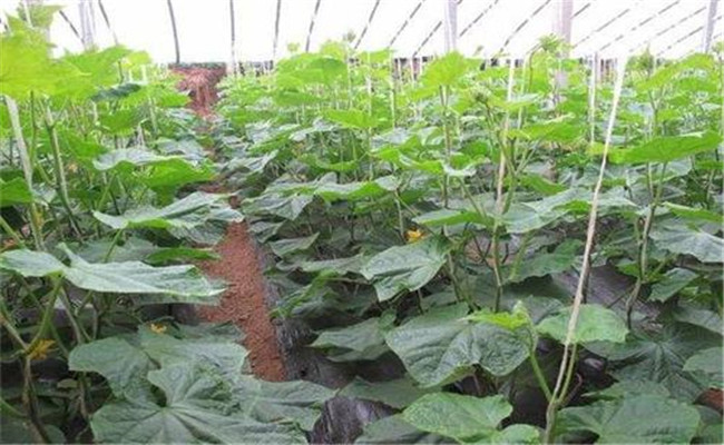 黃瓜的生長特點(diǎn)