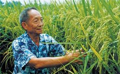 雜交水稻是哪兩種水稻雜交的 可以自己留種嗎？