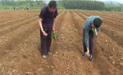 豇豆苗期如何管理？如何確定豇豆的移栽苗齡？