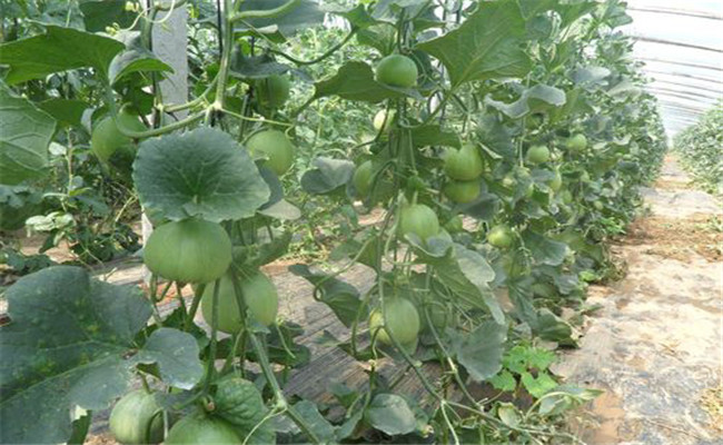 甜瓜瓜胎過小的原因