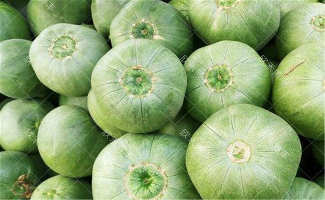 如何挑選購(gòu)買綠寶甜瓜