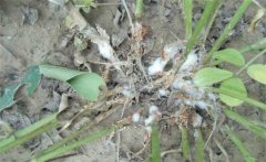 花生白絹病的傳播途徑！如何防治花生白絹病？