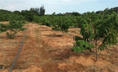 釋迦果種植需要哪些因素？釋迦果種植技術(shù)！