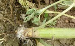 如何預(yù)防向日葵細(xì)菌性莖腐病，用什么藥防治？