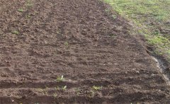 向日葵如何施基肥和種肥？向日葵追肥如何追？